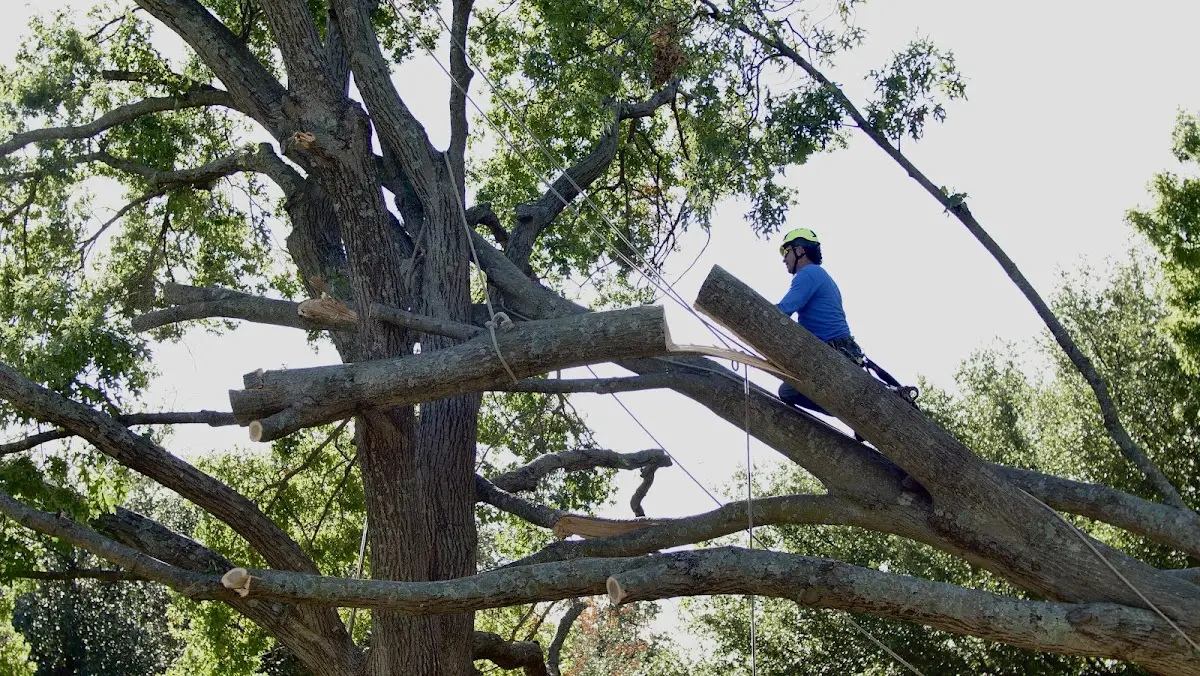 Professional Crown Thinning performed by certified arborists in Conover