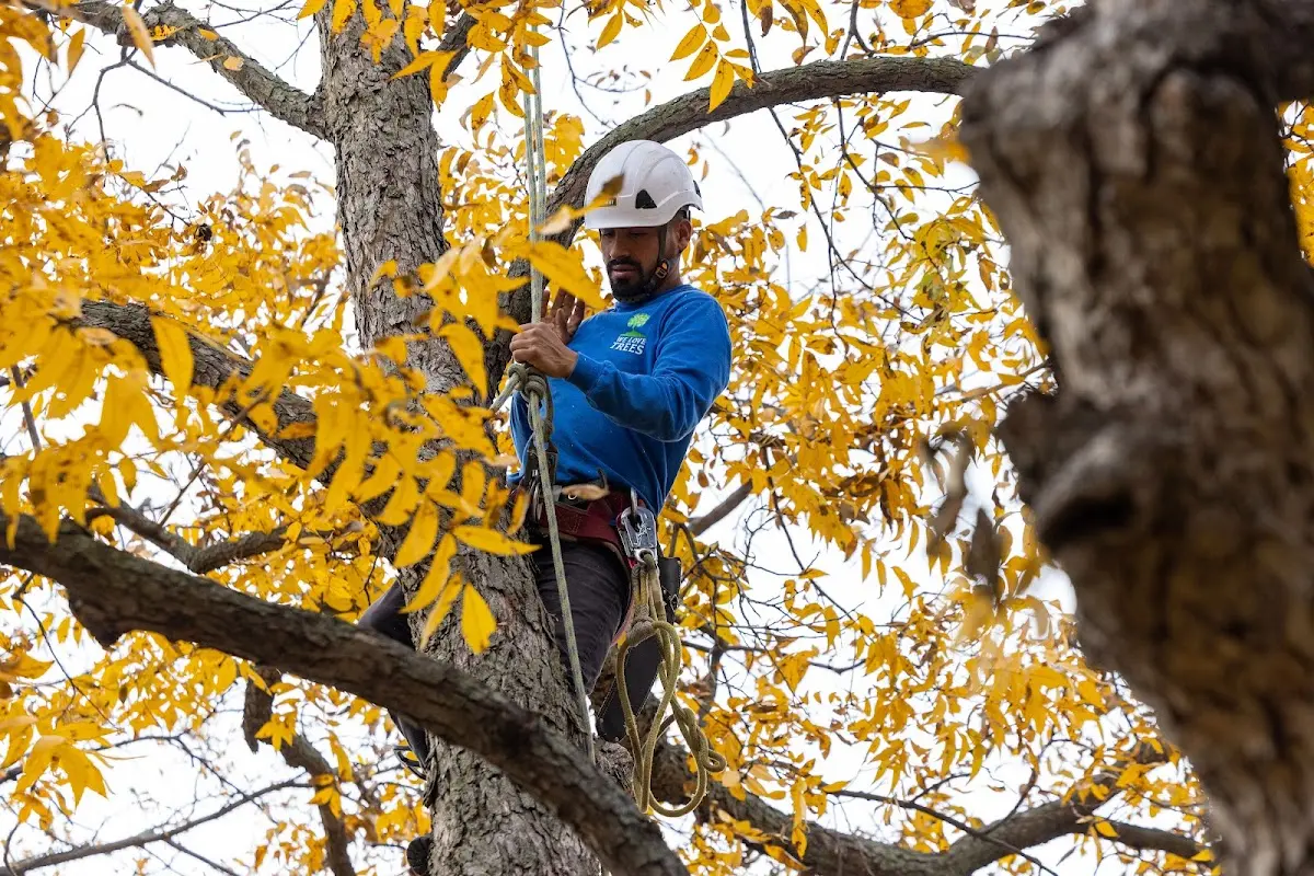 Skilled Tree Trimming crew working in Conover